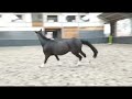 花样骑术马匹 Prachtige 3-jarige KWPN hengst