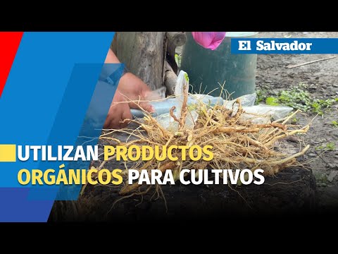 Agricultores  impulsan el uso de insumos orgánicos para mejorar cultivos y suelos