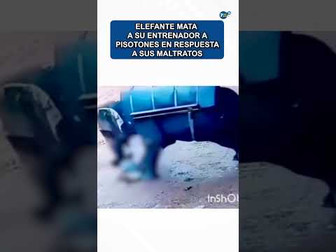 Brutal: Elefante mata a su entrenador a pisotones en respuesta a sus maltratos#elefante  #tragedia