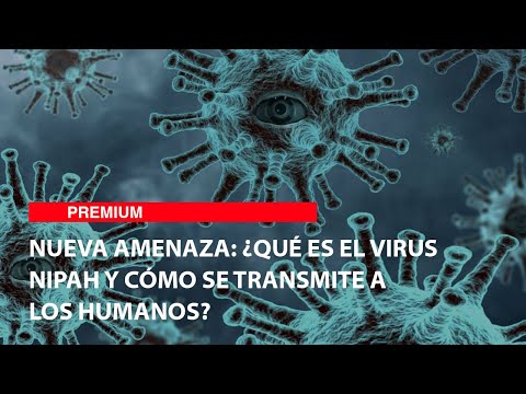 Nueva amenaza ¿qué es el virus Nipah y cómo se transmite a los humanos