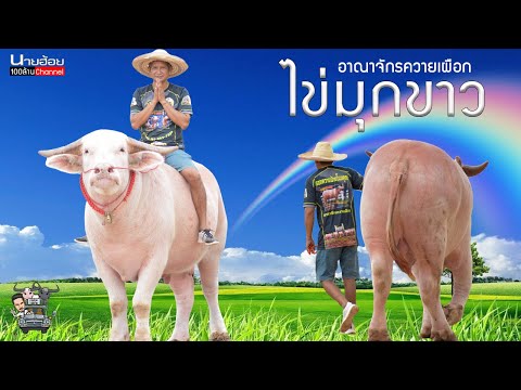 เจ้าไข่มุกขาว-พ่อพันธุ์ควายเผื เจ้าไข่มุกขาว-พ่อพันธุ์ควายเผื