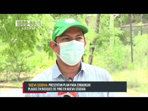 Plan para monitoreo y control de plagas en bosques de pino de Nueva Segovia - Nicaragua