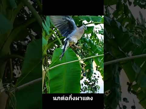 นกเขาใหญ่ต่อกิ่งbirdstekukur