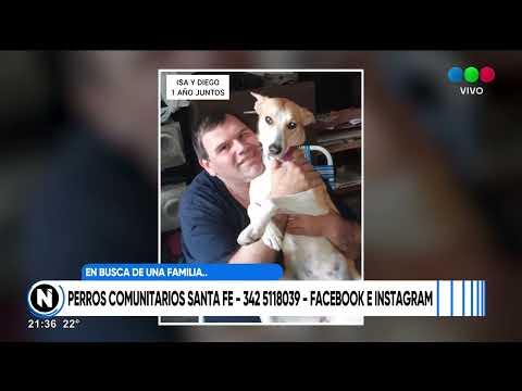 Perros comunitarios: te mostramos los que hoy buscan familia