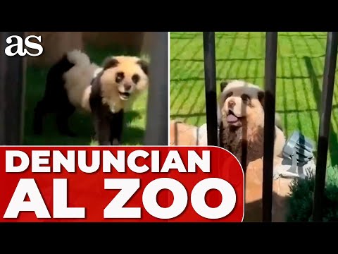 DENUNCIAN un ZOO en CHINA por hacer pasar por OSOS PANDA a DOS PERROS