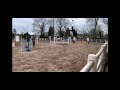 Show jumping horse Zeer talentvolle 5 jarige spring/allround paard