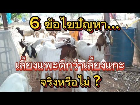 6ข้อ(ไขปัญหา)เลี้ยงแพะดีกว่
