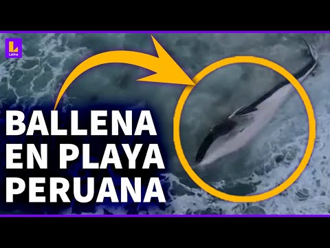 Cadáver de ballena varada en Punta Hermosa: No es común que esté por las costas peruanas