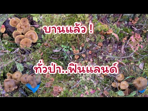 เก็บเห็ดฟินแลนด์ขายเห็ดสร้างร