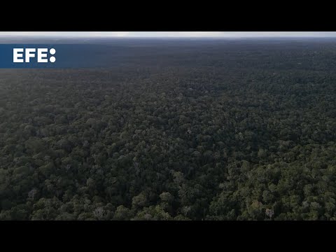 El Museo de la Amazonía en Manaos: una experiencia sensorial única en la selva tropical
