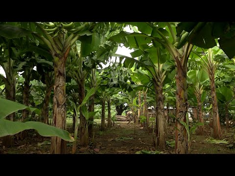 Producción de plátanos y otros cultivos garantiza sustento diario y mejora economía familiar