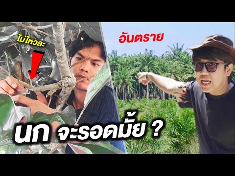 ช่วยชีวิตนก-ในสวนปาล์ม-(-เกือบ ช่วยชีวิตนก-ในสวนปาล์ม-(-เกือบ