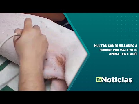 Multan con 10 millones a hombre por maltrato animal en Itagüí - Teleantioquia Noticias