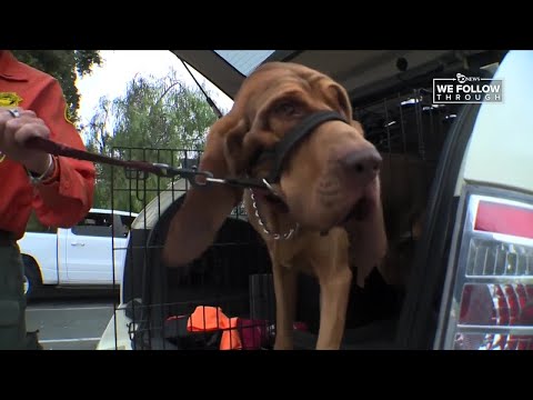 San Diego County Sheriff's Office bloodhound marks 1-year on the force