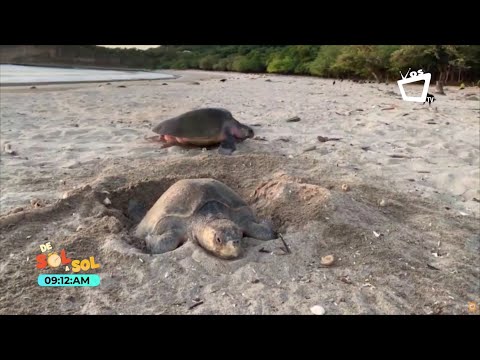 ¿Qué podemos hacer para proteger a las tortugas marinas?