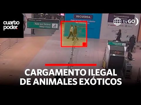 Intervienen a sujeto cuando intentaba ingresar un cargamento con 160 animales | Cuarto Poder | Perú