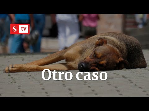 Indignante caso de maltrato a un perrito en Chía (Cundinamarca) | Semana Tv