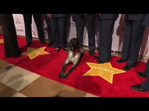 Courageous canines attend 2023 American Humane Hero Dog Awards