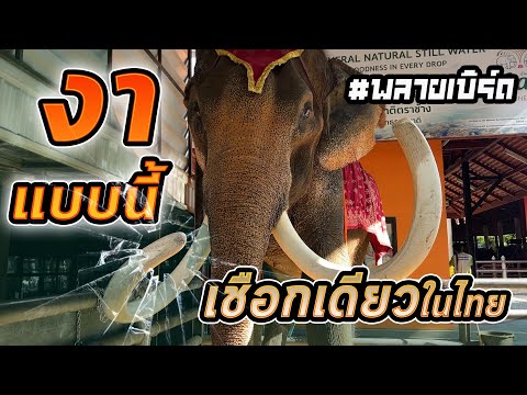 งาเป็นเอกลักษณ์มีเชือกเดียวใน