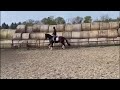 Dressuurpaard Fijne, getalenteerde 5jarige merrie
