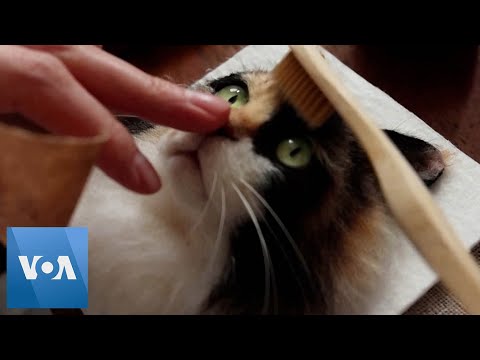 Japanese Artist Makes Super Realistic Felted Cats