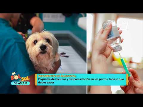 ¿Cuáles son las vacunas obligatorias para los perros?
