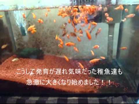 金魚100円で自動給餌器を作ってみた Petvdo 寵物短片網 全世界寵物短片任你睇