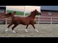 حصان الفروسية recreatie paard/fokmerrie te koop!!