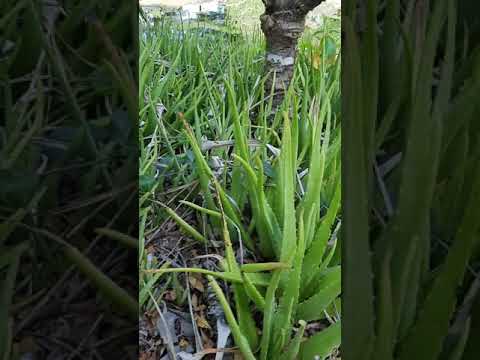 ว่านหางจระเข้ตามธรรมชาติ-Aloe- ว่านหางจระเข้ตามธรรมชาติ-Aloe-
