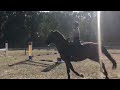 Show jumping horse Lief betrouwbaar springpaard