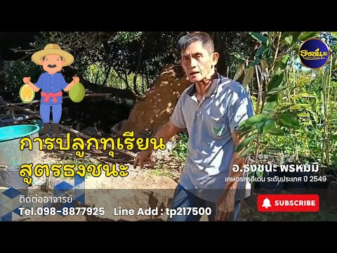 การปลูกทุเรียนสูตรธงชนะ|ธงชน