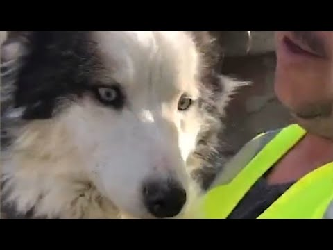 Rescatan perrito bajo escombros tras terremoto en Turquía