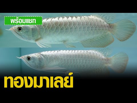 ปลามังกร หลงเจียงอโรวาน่า LongJiang Arowana ทองมาเลย์ทรงสวยทรงกระชับหางใหญ่มากเซ็ต8