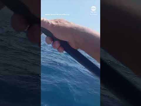 Kayaker fights off shark with paddle - ABC News