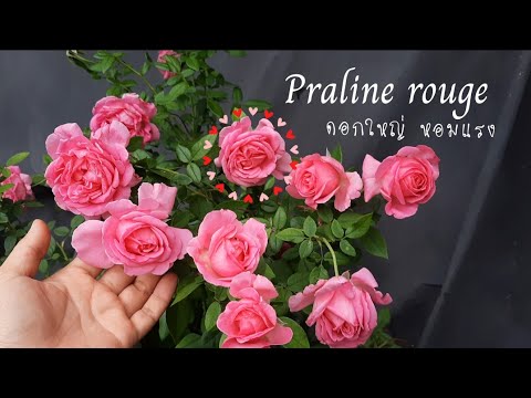 กุหลาบPralinerougeดอกใหญ่หอ
