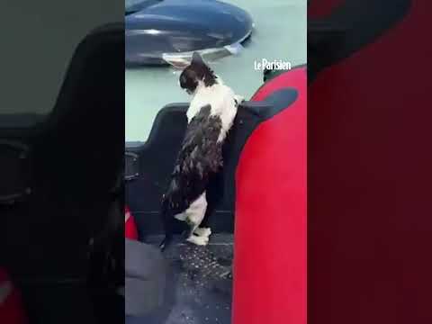 Dubaï sous les eaux : la police sauve de la noyade un chat agrippé à la portière d'une voiture