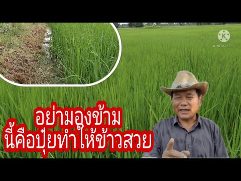 อย่ามองข้ามนี้คือปุ๋ยทำให้ข้าว อย่ามองข้ามนี้คือปุ๋ยทำให้ข้าว