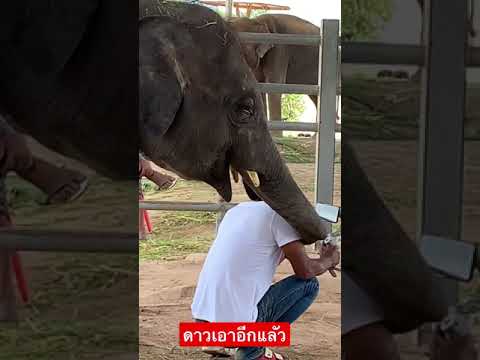 ดาวเอาอีกแลัว ดาวเอาอีกแลัว