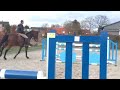 Show jumping horse 3.5 jarige merrie v. D'aganix 2000 Z x Der Senaat 111