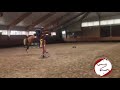 Cheval de CSO Fantastic E-pony stallion by Stakkato x Caretano Z x Catango Z x Alme *For Sale*