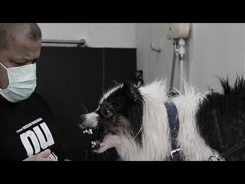 อาชีพตัดขนสัตว์ไม่ได้สบายอย่า