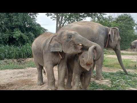 ผลไม้หวานๆมาแล้วครับ🥔🍌🐘