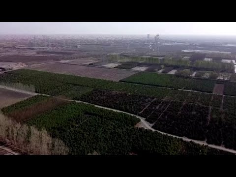 China | Drone muestra proyecto de replantación de árboles en el desierto de Gobi
