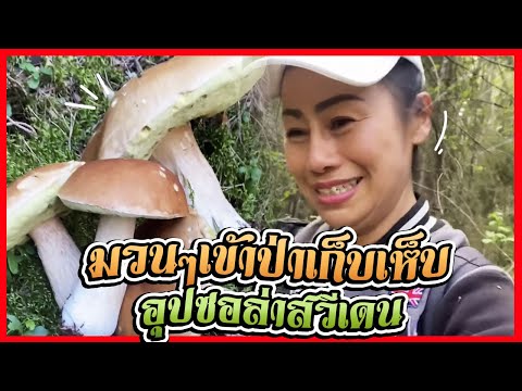 ป่านี้มีแต่เห็ดผึ้งหวานคะ-มวนๆ ป่านี้มีแต่เห็ดผึ้งหวานคะ-มวนๆ