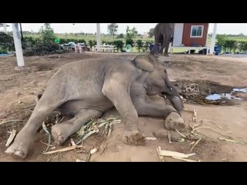 ช้างกินเป็นมั้ยอินทผลัมsupan