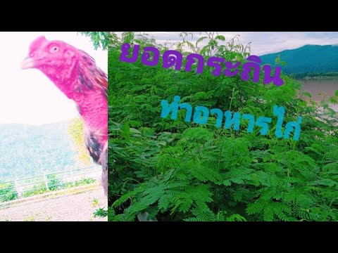 การให้อาหารไก่แบบประหยัดต้นทุน การให้อาหารไก่แบบประหยัดต้นทุน