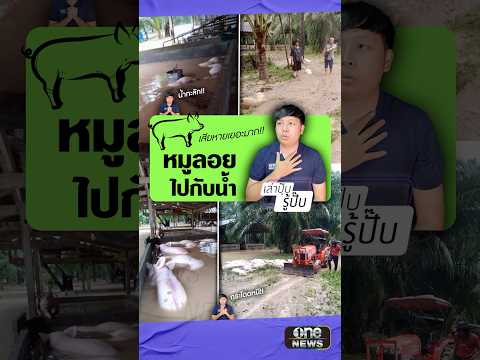 น้ำป่าซัดหมูลอยไปกับกระแสน้ำ|