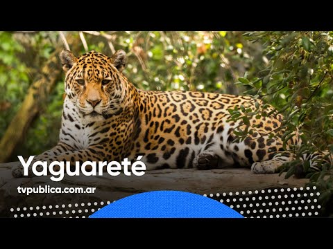 Yaguareté, nombre científico Panthera onca - Todos Estamos Conectados