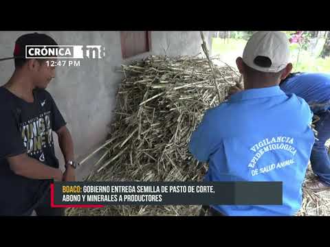 Productores de Boaco reciben bono de pasto y fertilizante de parte del IPSA - Nicaragua