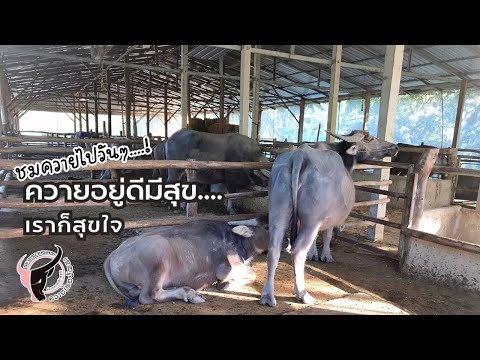 ควายอยู่ดีมีสุขเราก็สุขใจ